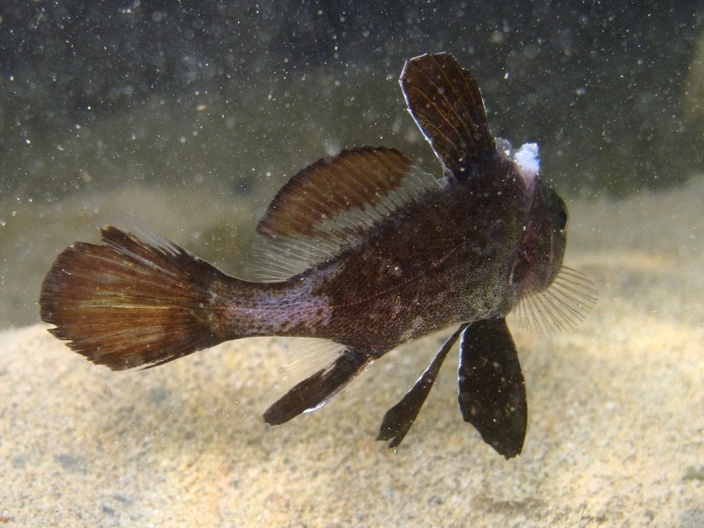 juvenile Sciaena umbra